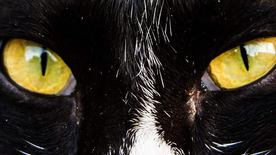 Higiene ocular en perros y gatos