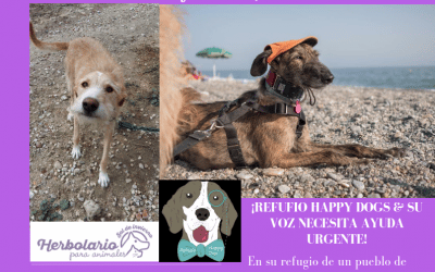 Comida vegana y mercadillo solidario del refugio Happy dog & su voz
