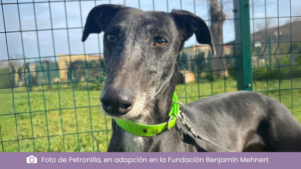 Leishmaniasis en perros y gatos