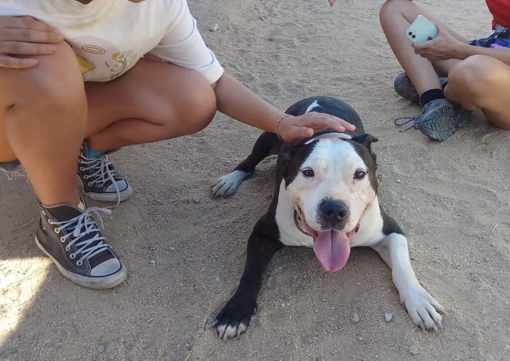 Lenny es un perro fantástico de diez años. Le queda mucha vida y está en adopción. Contacto: Liberando Patitas. 