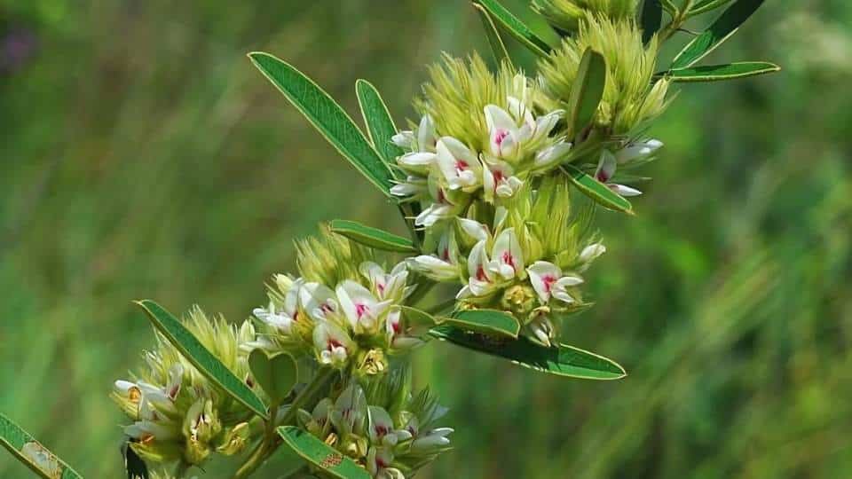 lespedeza