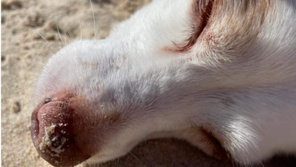 Cuidados en verano para perros y gatos: peligros del sol y el calor