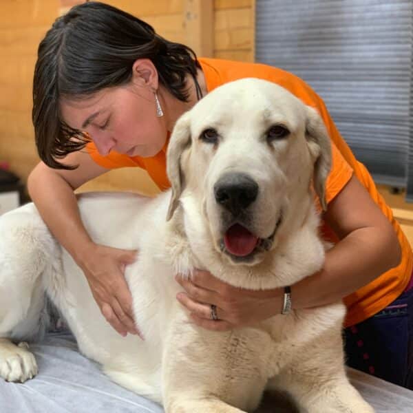 Terapia craneosacral para animales ayuda a corregir problemas de movilidad, de órganos, problemas hormonales, crónicas, pre-operatorios y post-operatorios.