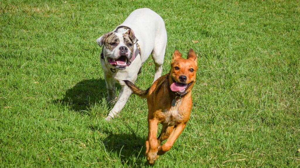 Salud articular perros