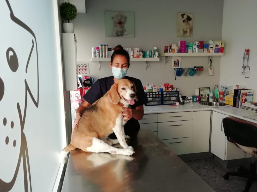 La veterinaria Manuela Viega en su clínica Tessana practicando masaje craneosacral a un perro