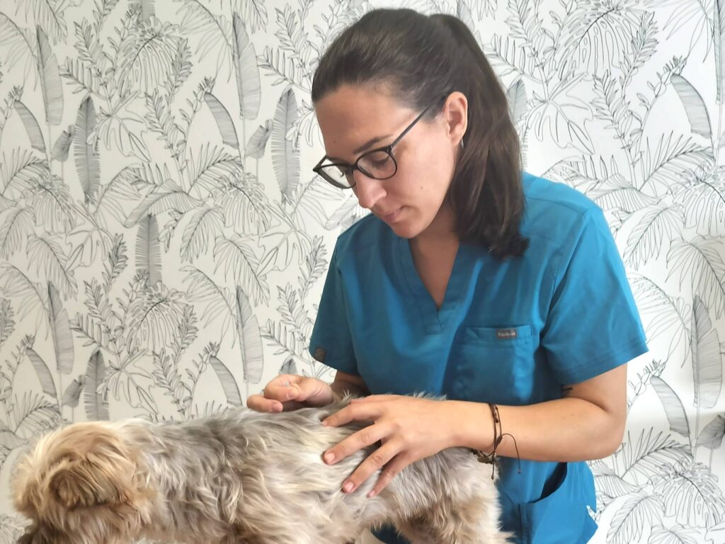 Alba Pera, veterinaria integrativa practicando acupuntura a un perro